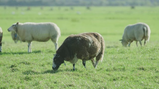 Sheep Netherlands