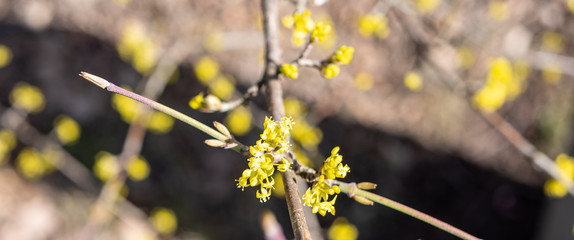 Kornelkirsche blüht im Frühling