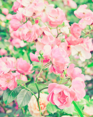 Pink Roses. Vintage floral background. Toned image in retro style.