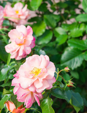 Garden flowers. Pink Roses