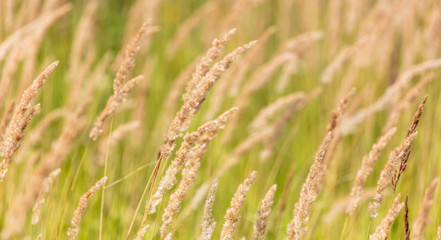 Fototapeta na wymiar Yellow ears of grass on the background
