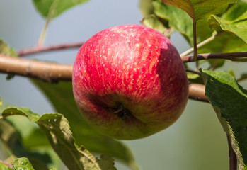 Ripe red apples on the branches