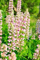 Obraz premium Wildflowers. Lupin Flowers