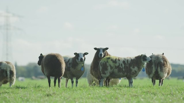 Sheep Netherlands