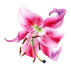 Fototapeta na wymiar Elegant lilly, pink lilly flowers on an isolated white background, watercolor illustration.
