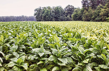 Maryland tobacco field