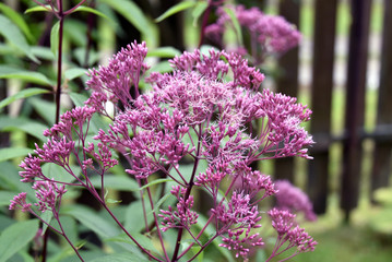 Fototapeta premium Eupatorium blooms in the garden 