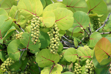 green grapes on the vine