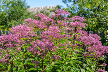 Eupatorium blooms in the garden	