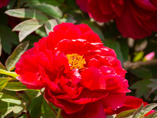 Red flower of Peony - Paeonia suffruticosa - is blooming in Fukuoka city, JAPAN.
