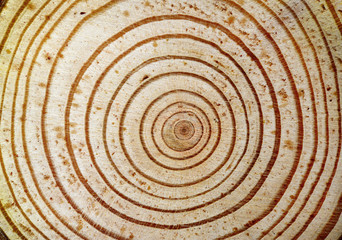 Fototapeta na wymiar fondo de madera con aros de árbol