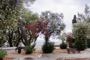 On a cloudy day in the primitive park of Loutraki