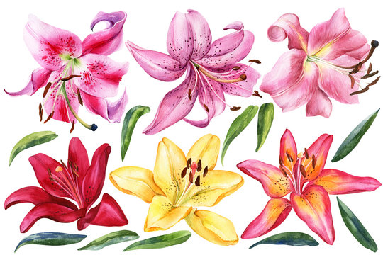 Elegant lilies, red yellow orange pink lily flowers on an isolated white background, watercolor illustration, collection, set of watercolor flower.