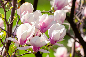 Fototapeta na wymiar magnolia flowers closeup on a branch.