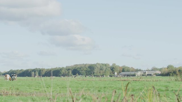 Cow Netherlands in the meadow