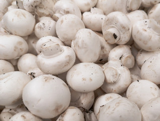 White champignons on a shelf in a store