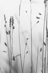 grass and sky