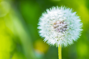 white fluffy dandelions in the tall green grass