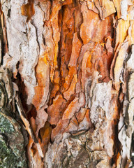 Bark on a pine tree as abstract background
