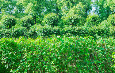 Park with shrubs landscape design. Topiary, green decor in the park