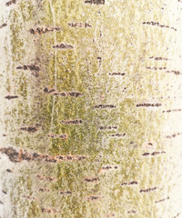 Bark on a poplar as an abstract background