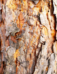 Bark on a pine tree as abstract background
