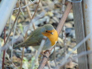 robin on a branch