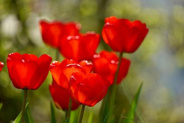 Obraz premium Rote Tulpen - Tulipa