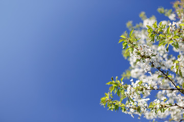 white flowers in spring