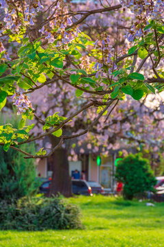 Paulownia tomentosa tree in blossom