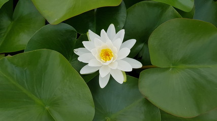 Le jardin des Nénuphars Latour Marliac