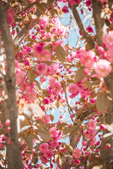 photographic closeup of a fantastic peach tree in bloom