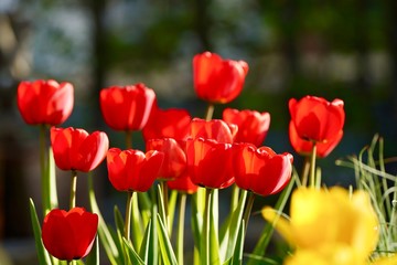 Rote Tulpen - Tulipa