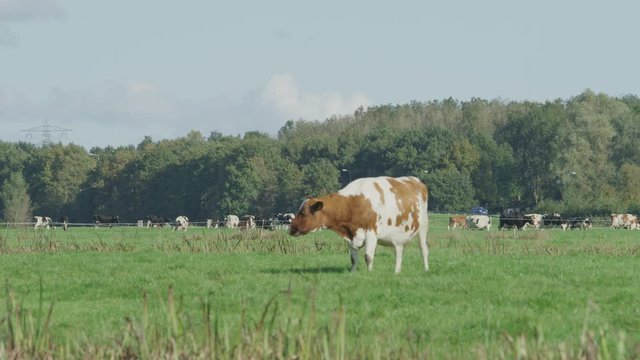 Cow Netherlands in the meadow