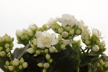 Kalanchoe Crassulaceae Blume mit weißen Blüten im Topf
