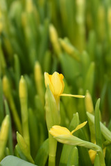 Daffodil Tete a Tete