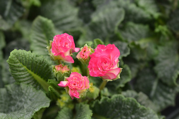 Primrose Girls Delight