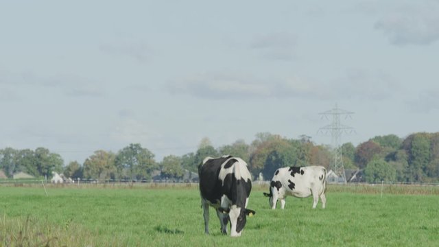 Cow Netherlands in the meadow