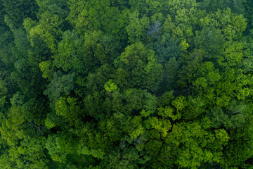 forest top view pine forest