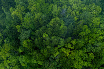 forest top view pine forest © Alex