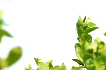 Natural White Background Leaf Picture