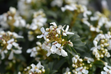 Evergreen candytuft