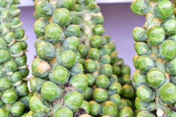 Brussel sprout