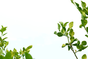 Natural green leaves background image