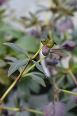 Lenten rose Lucy
