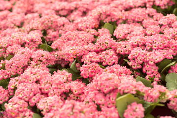 Close up beautiful small pink flowers on blur background. Alyssum.