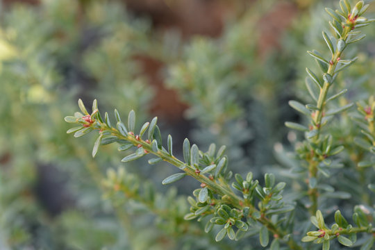 Tasmanian podocarp Blue Gem
