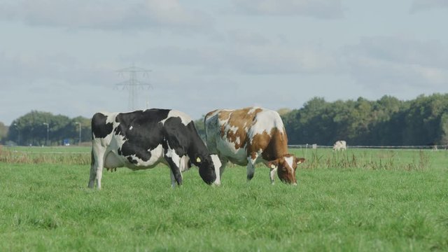 Cow Netherlands in the meadow