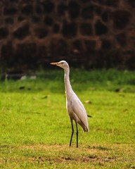 standing crane searching for food