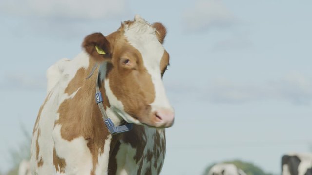 Cow Netherlands in the meadow